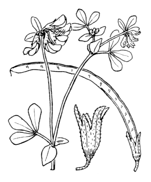 Lotus cytisoides L. - illustration de coste
