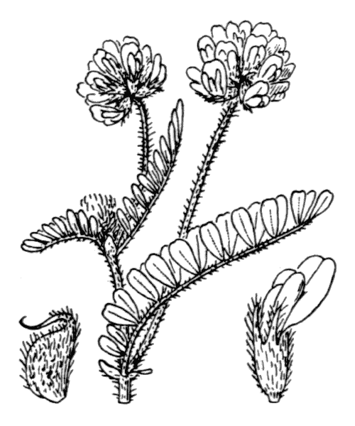 Astragalus echinatus Murray - illustration de coste