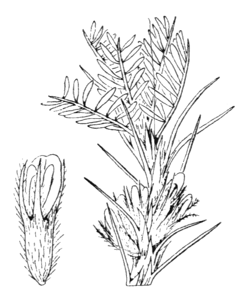 Astragalus sempervirens subsp. catalaunicus (Braun-Blanq.) Laínz - illustration de coste