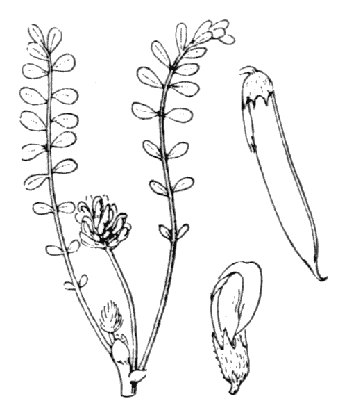 Astragalus depressus L. - illustration de coste