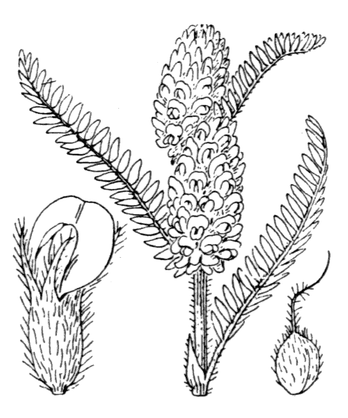 Astragalus alopecurus Pall. - illustration de coste