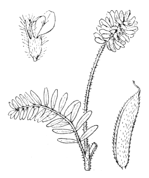 Oxytropis pilosa (L.) DC. - illustration de coste