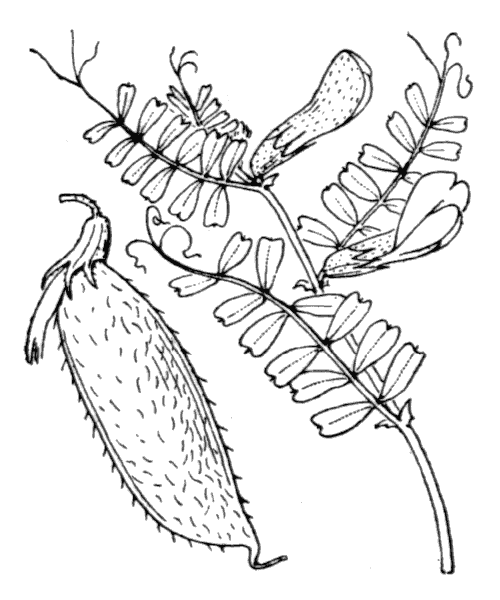 Vicia hybrida L. - illustration de coste