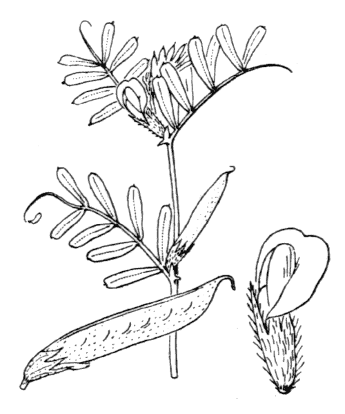 Illustration de Coste