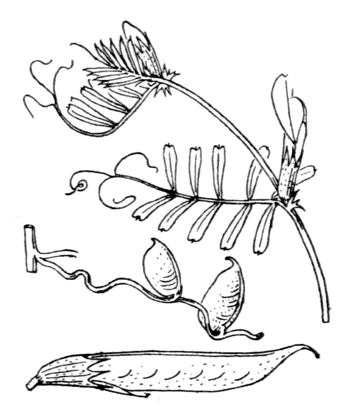 Vicia amphicarpa L. - illustration de coste