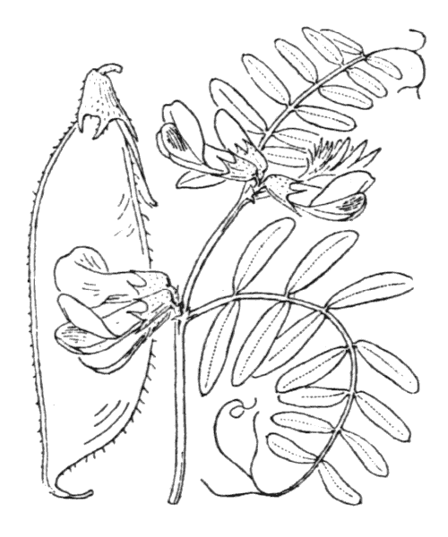 Illustration de Coste