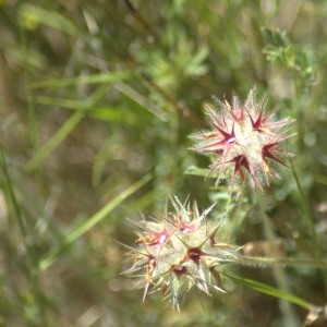 Photographie n°5489 du taxon Trifolium stellatum L. [1753]