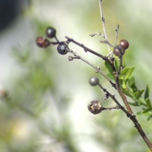 Photographie n°5500 du taxon Jasminum fruticans L. [1753]