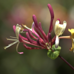 Photographie n°5503 du taxon Lonicera etrusca Santi [1795]