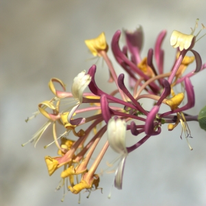 Photographie n°5504 du taxon Lonicera etrusca Santi [1795]