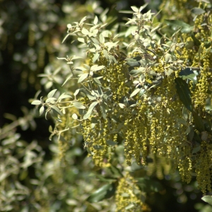 Photographie n°5513 du taxon Quercus ilex L. [1753]