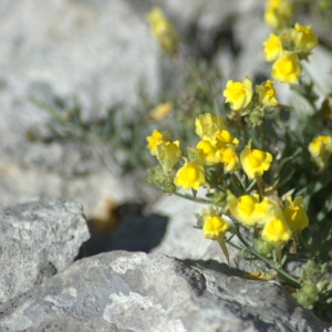 Photographie n°5517 du taxon Linaria supina (L.) Chaz. [1790]