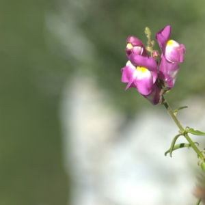 Photographie n°5522 du taxon Antirrhinum majus L. [1753]