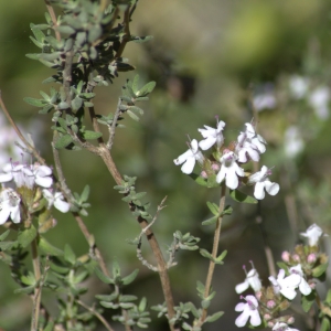 Photographie n°5524 du taxon Thymus vulgaris L. [1753]