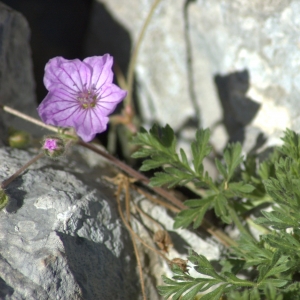 Photographie n°5528 du taxon Erodium petraeum (Gouan) Willd. [1800]