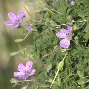 Photographie n°5530 du taxon Erodium petraeum (Gouan) Willd. [1800]