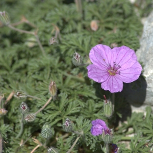 Photographie n°5531 du taxon Erodium petraeum (Gouan) Willd. [1800]