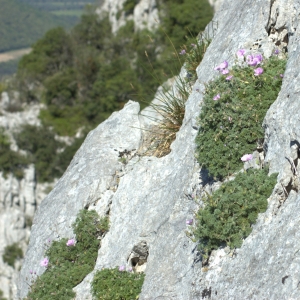 Photographie n°5532 du taxon Erodium petraeum (Gouan) Willd. [1800]