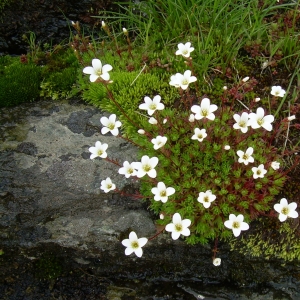 Photographie n°5545 du taxon Saxifraga pedemontana subsp. cervicornis Engl. [1891]