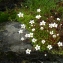  Jean François CASALE - Saxifraga pedemontana subsp. cervicornis Engl. [1891]