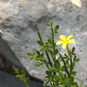 Photographie n°5559 du taxon Jasminum fruticans L. [1753]