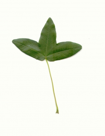 5577