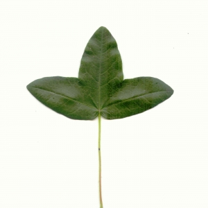 Photographie n°5578 du taxon Acer monspessulanum L. [1753]