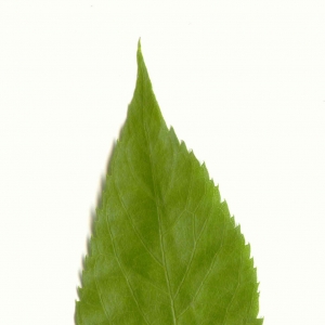 Photographie n°5590 du taxon Celtis australis L. [1753]
