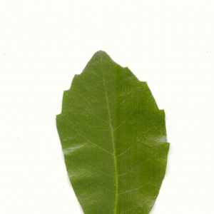 Photographie n°5601 du taxon Quercus ilex L. [1753]