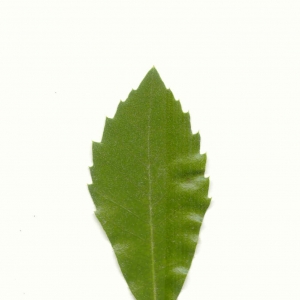 Photographie n°5603 du taxon Quercus ilex L. [1753]