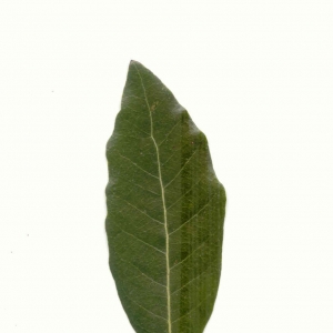 Photographie n°5604 du taxon Quercus ilex L. [1753]