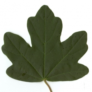Photographie n°5634 du taxon Acer campestre L. [1753]