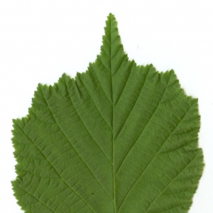 Photographie n°5645 du taxon Corylus avellana L. [1753]