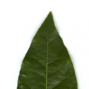 Photographie n°5698 du taxon Laurus nobilis L. [1753]