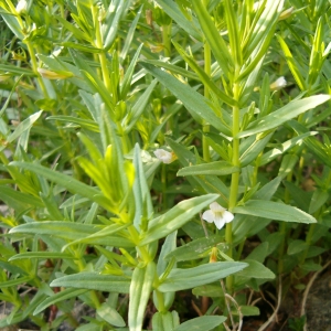 Photographie n°5709 du taxon Gratiola officinalis L. [1753]