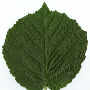 Photographie n°5717 du taxon Corylus avellana L. [1753]