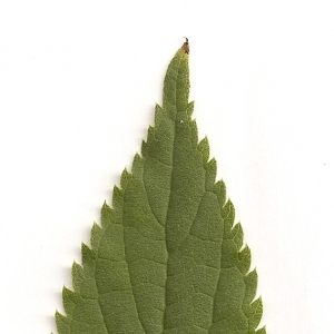 Photographie n°5720 du taxon Celtis australis L. [1753]