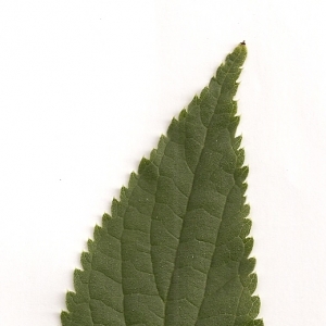 Photographie n°5724 du taxon Celtis australis L. [1753]