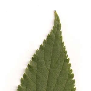 Photographie n°5725 du taxon Celtis australis L. [1753]