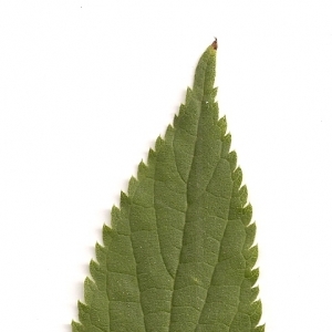 Photographie n°5726 du taxon Celtis australis L. [1753]