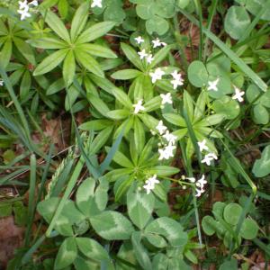 Photographie n°5730 du taxon Asperula odorata L. [1753]