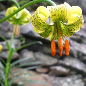 Photographie n°5733 du taxon Lilium pyrenaicum Gouan