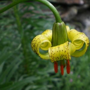 Photographie n°5734 du taxon Lilium pyrenaicum Gouan