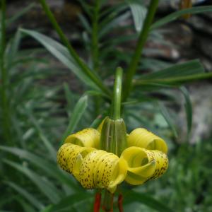 Photographie n°5735 du taxon Lilium pyrenaicum Gouan