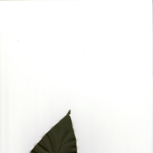 Photographie n°5793 du taxon Syringa vulgaris L. [1753]