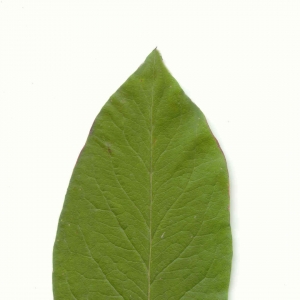 Photographie n°5796 du taxon Mespilus germanica L. [1753]