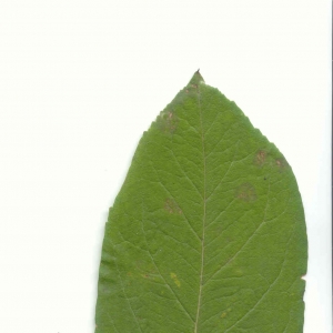 Photographie n°5797 du taxon Mespilus germanica L. [1753]