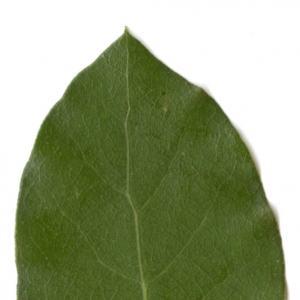 Photographie n°6108 du taxon Quercus ilex L. [1753]