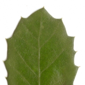 Photographie n°6111 du taxon Quercus ilex L. [1753]