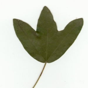 Photographie n°6114 du taxon Acer monspessulanum L.
